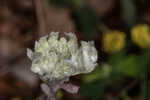 Bighead pygmycudweed